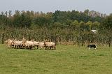 BORDER COLLIE - MOUTONS 021
